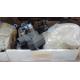 Kernel TC-950 / TC-950-WPA Tire Changer Distributor Valve